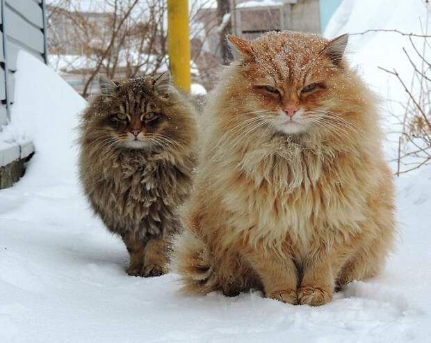 Siberian Cats_photo Alla Lebedeva7