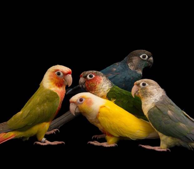 Green-cheeked conures