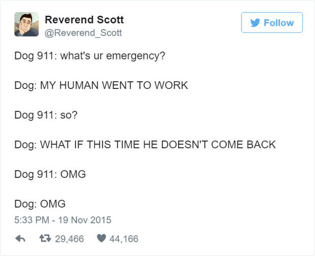 Dog 911