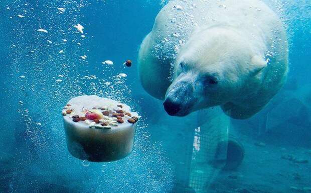 Белый Медведь под водой, Интересные факты о Белых Медведях Белый Медведь под водой, Интересные факты о Белых Медведях