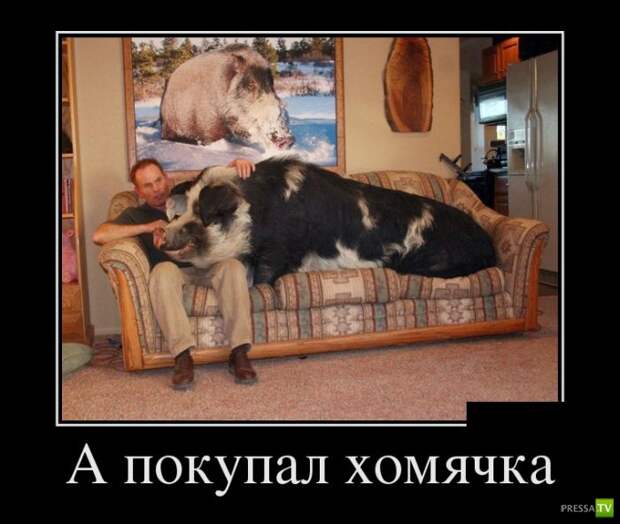 Демотиваторы на июль, часть 16 (30 фото) Демотиваторы на июль, часть 16 (30 фото)