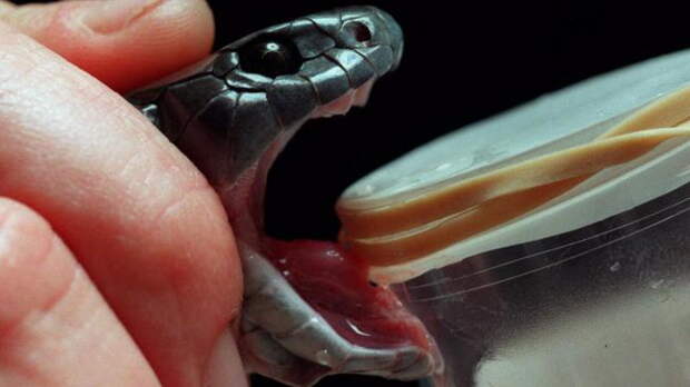 Snake-Poison-Will-Be-Drug-Source