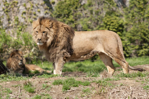 Вышел тизер приквела «Короля Льва» о юности Муфасы