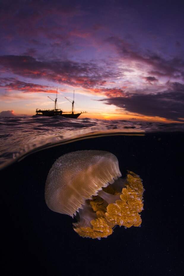 Медуза -сплит от Alex Lindbloom