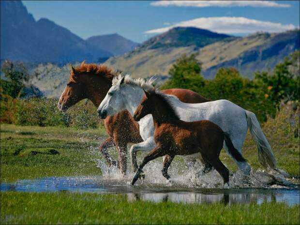 todo-a-caballo-1024x768_mini