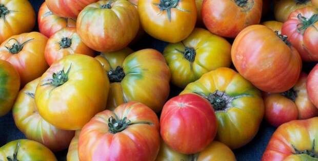 Собирают с куста томаты только с плодоножкой, ее отрезают, но не тянут с куста