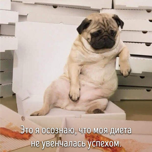животные ведут себя как люди 