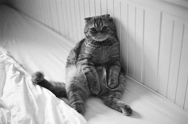 Забавные Животные