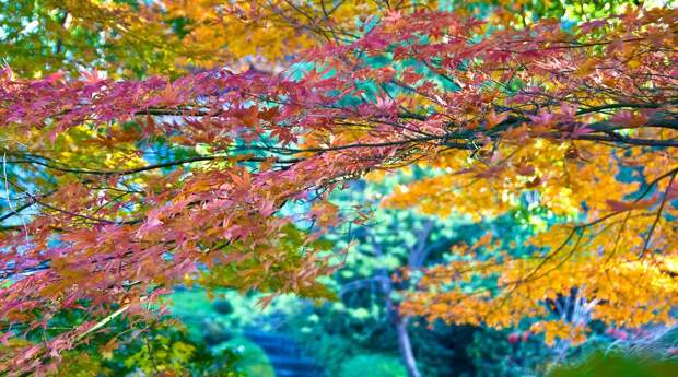 Осень в Японии 2015 2015 осень япония, алая осень японии, дегустация осени в японии, красные клены японии, момидзи, момидзи 2015, момидзи-гари, осень в японии, осень по-японски, осень-японии, тур в японию, японки, японская осень 2015