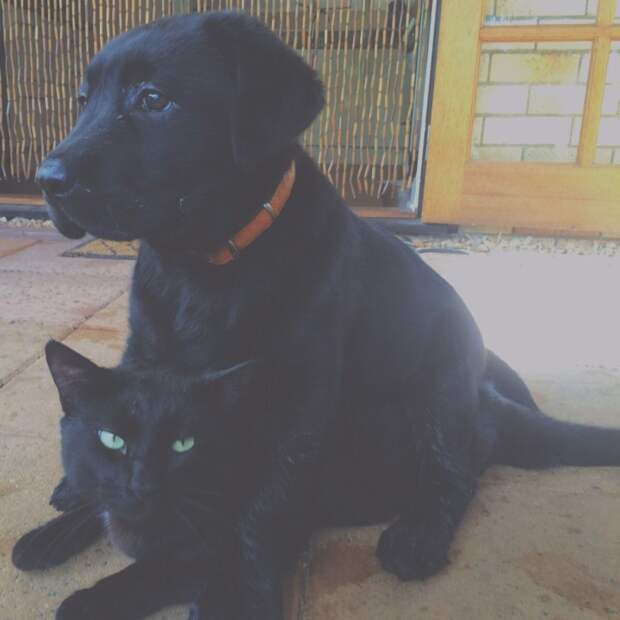 коты и собаки 