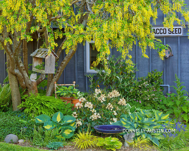 Vashon-Maury Island, WA<br /> Spring garden bed with blooming rhododendron, grape hyacinth, hostas, and Japanese forest grass under a golden chain tree.
