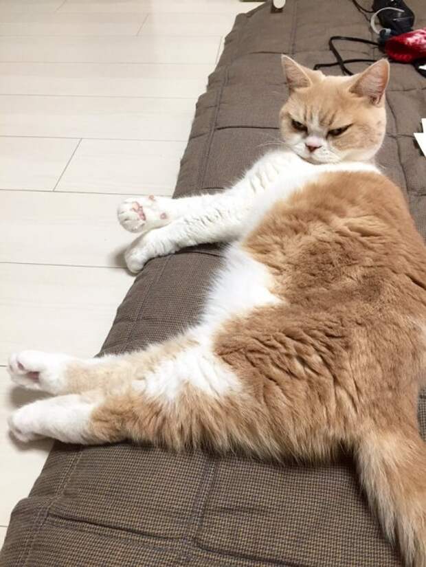 Grumpy Cat в японской версии (14 фото)