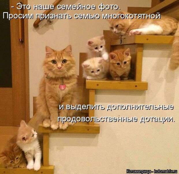 Лучшие котоматрицы недели (50 фото)