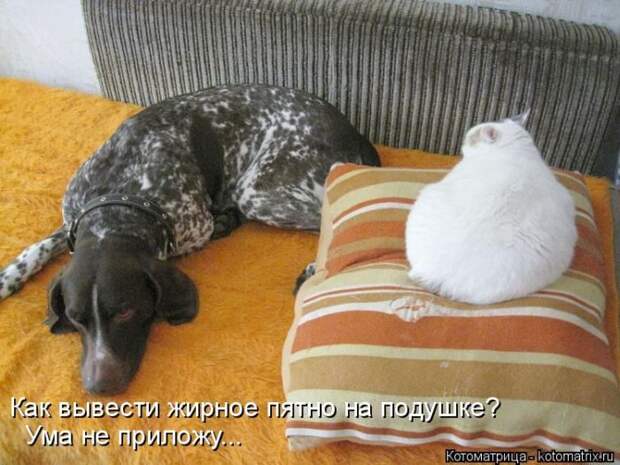 Лучшие котоматрицы недели
