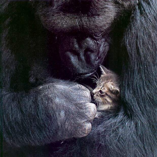 Знакомьтесь - это Коко, очень эмоциональная и умная горилла, у которой никогда не было своих детёнышей. горилла, животные, котята, милота