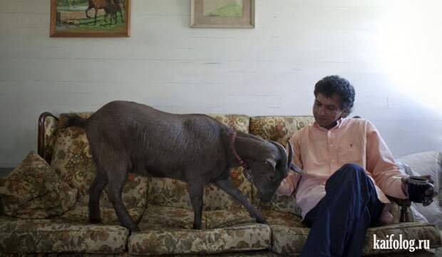 Необычные домашние животные (55 фото) Необычные домашние животные (55 фото)