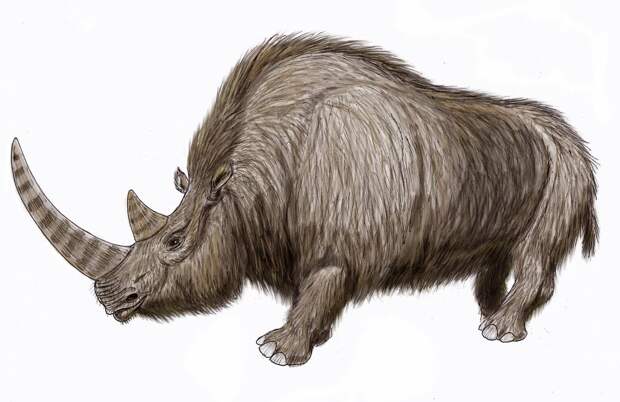 Wooly Rhinoceros