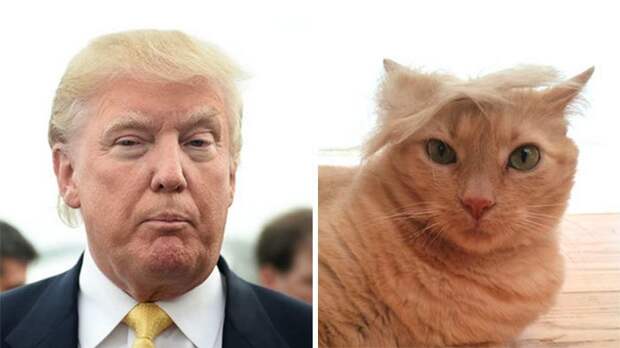 15 вещей, похожих на Дональда Трампа 