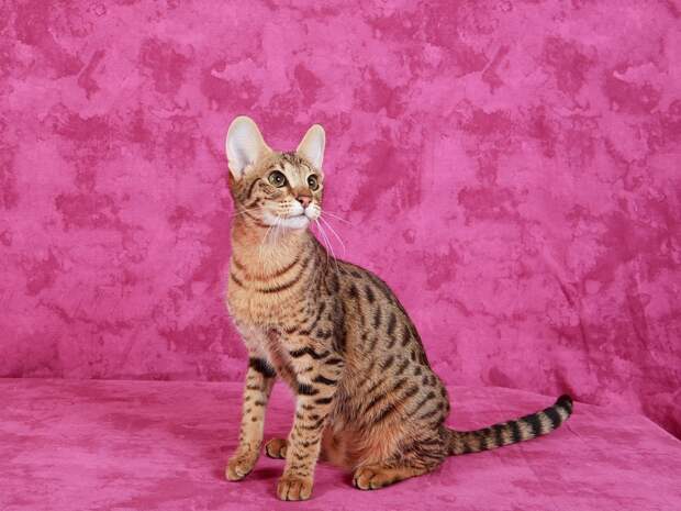 Кошка породы саванна. Фото