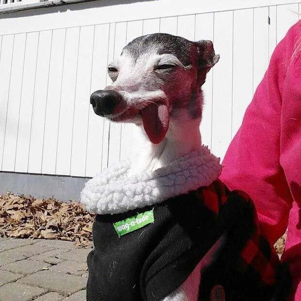 Zappa dog, двойник Сида из Ледникового периода, собака Заппа, собака с высунутым языком