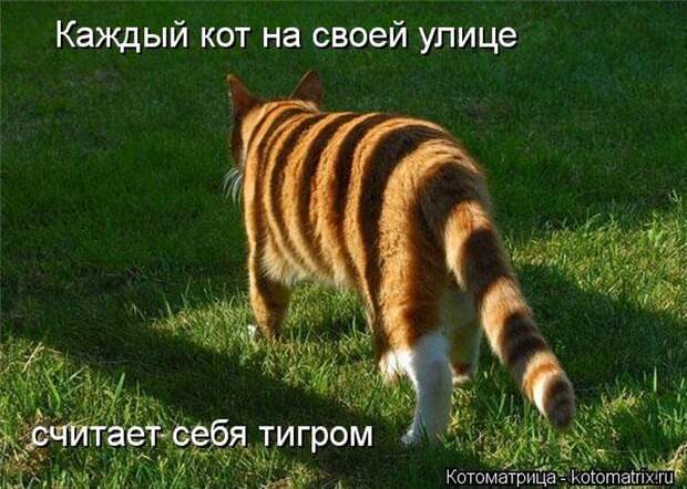 Котоматрица №33