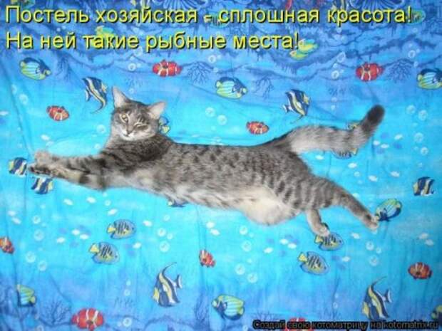 Лучшие котоматрицы недели, 25 фото