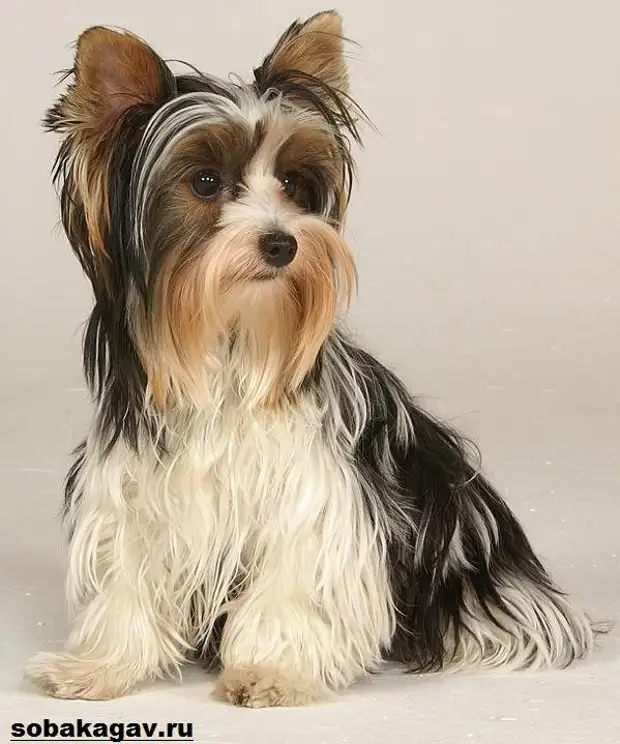 Йоркширский терьер собака. Описание, особенности, уход и цена йоркширского терьера