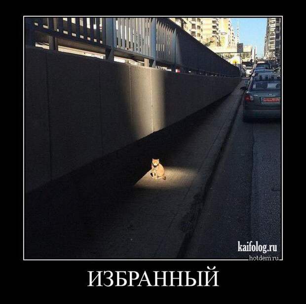Весёлые демотиваторы - 262 (50 демотиваторов)