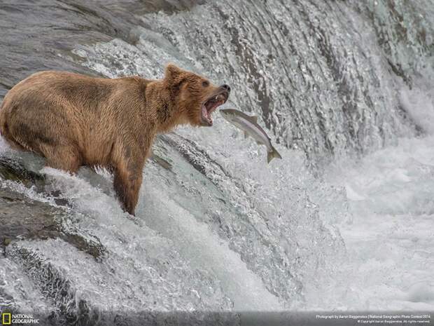 лучшие снимки фотоконкурса National Geographic 2014 медведь лосось аляска