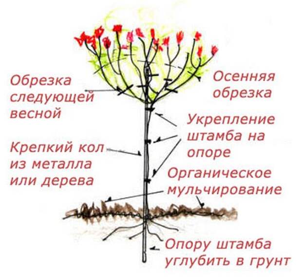 privivka-shtambovoi-rozi-12 (529x491, 46Kb)