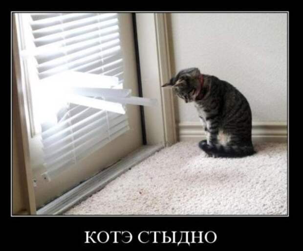 Новенькие смешные демотиваторы.