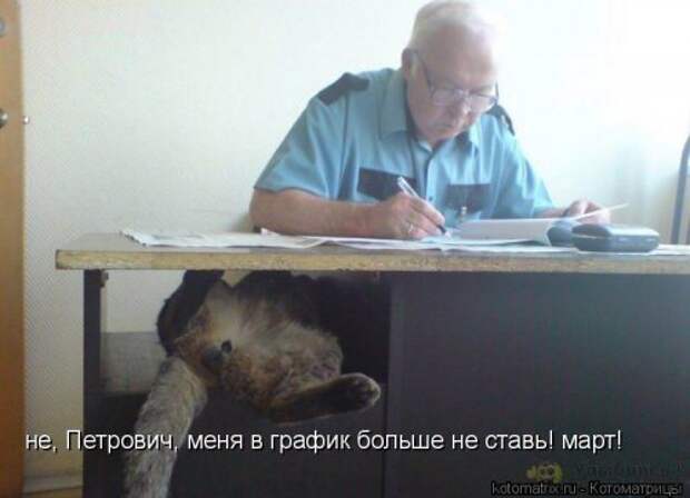 Свежая прикольная котоматрица (34 фото)