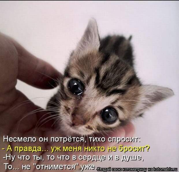 Прикольные котоматрицы - смешные кошки Прикольные котоматрицы - смешные кошки