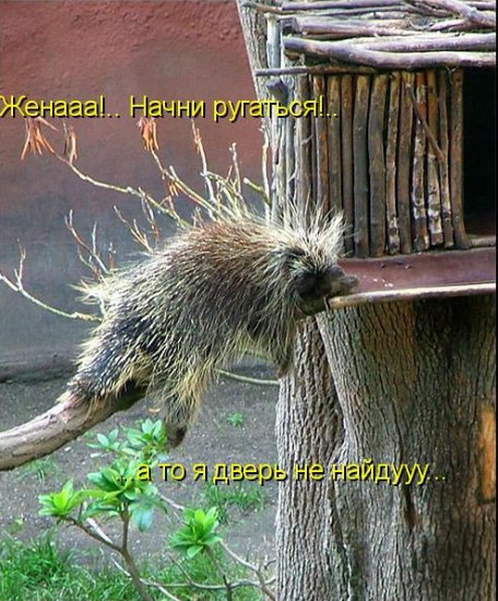 Котоматрица 14