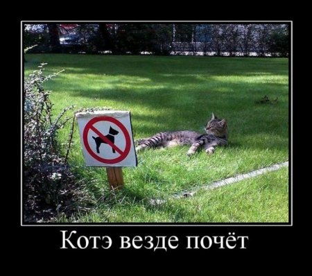 Веселые картинки демотиваторы.