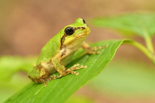 Мощное оружие против рака нашли в кишечнике лягушки