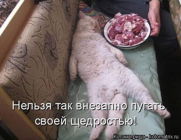Лучшие котоматрицы недели