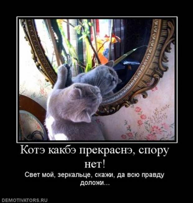 Демотиваторы про котэ, почти как котоматрицы!