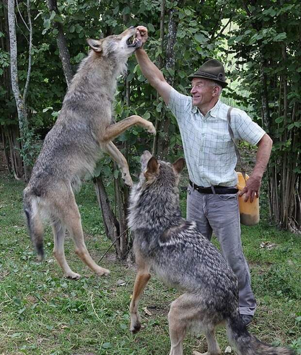 волки