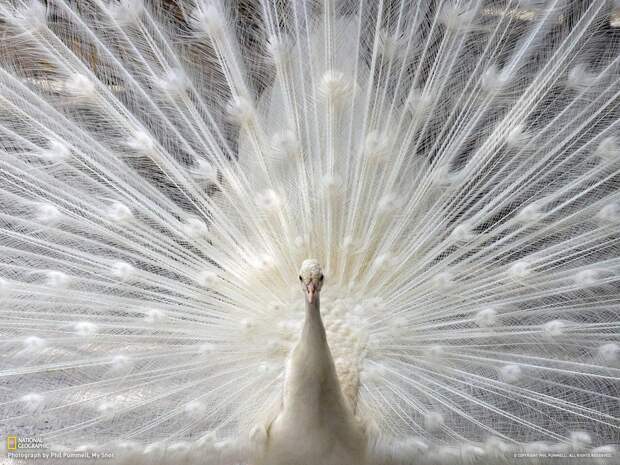 Мир в фотографиях от National Geographic