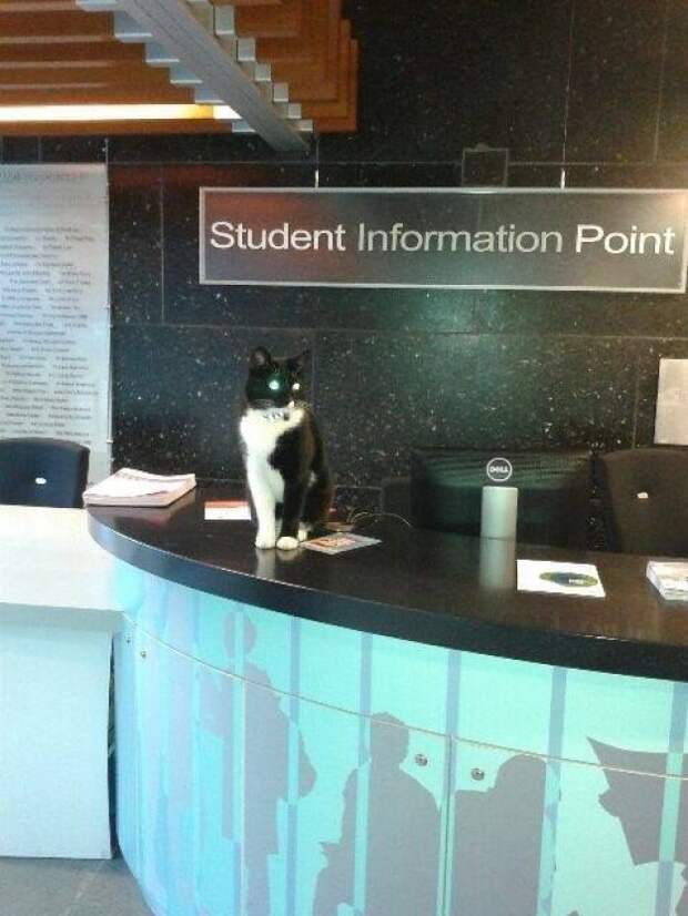кошки которые сидят где хотят