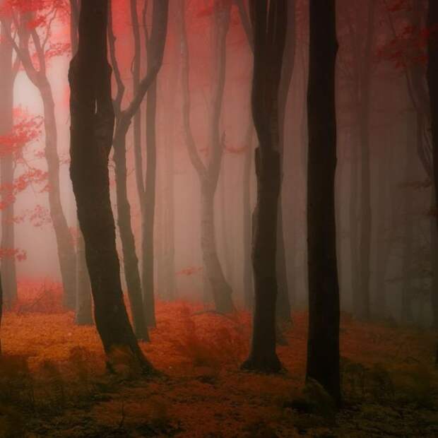 осенний лес, красивый лес, лес осенью, Янек Седлар 