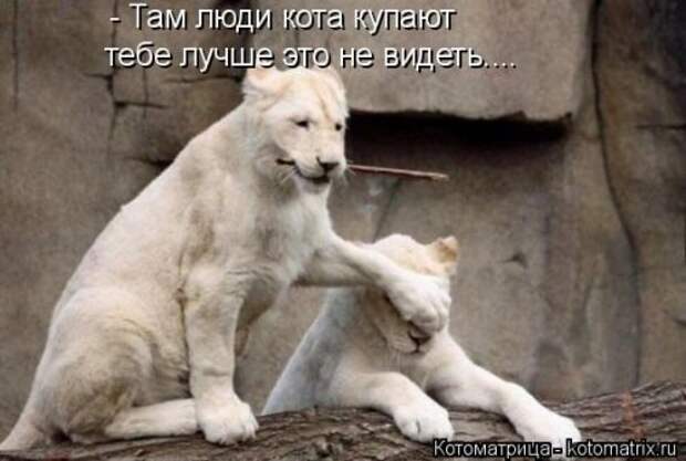 Свежая котоматрица (38 фото)