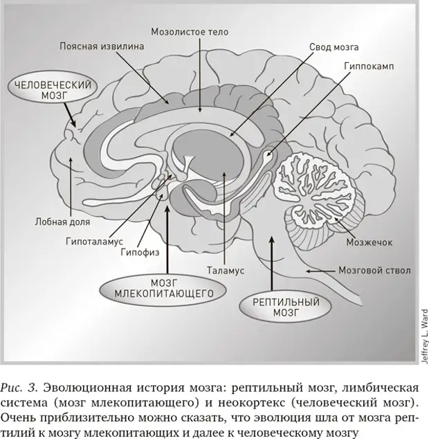 Три мозга. Мозг лимбическая система рептильный мозг схема. Строение мозга лимбическая система неокортекс. Гипоталамус рептильный мозг. Строение человеческого мозга неокортекс.