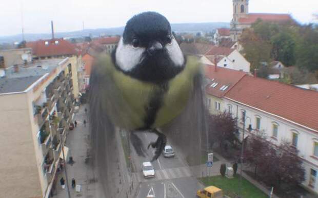 Синичка фотографии животных