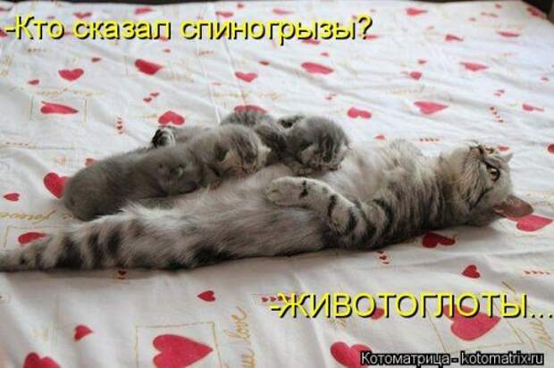 Котоматрица недели (31 фото)