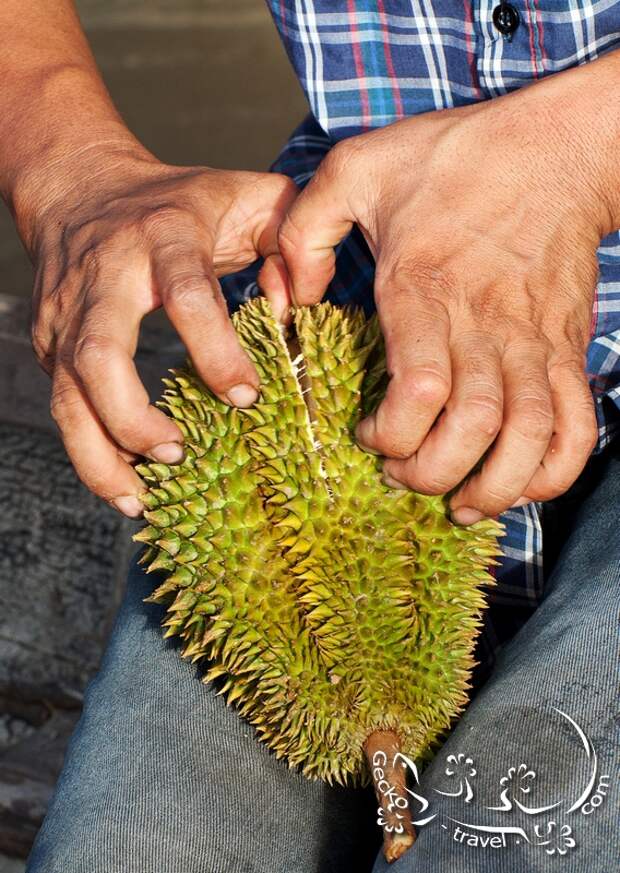 http://gecko-travel.com/wp-content/gallery/mekong-delta/vietnam-can-tho-opening-durian.jpg
