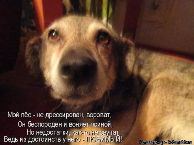 Лучшие котоматрицы недели