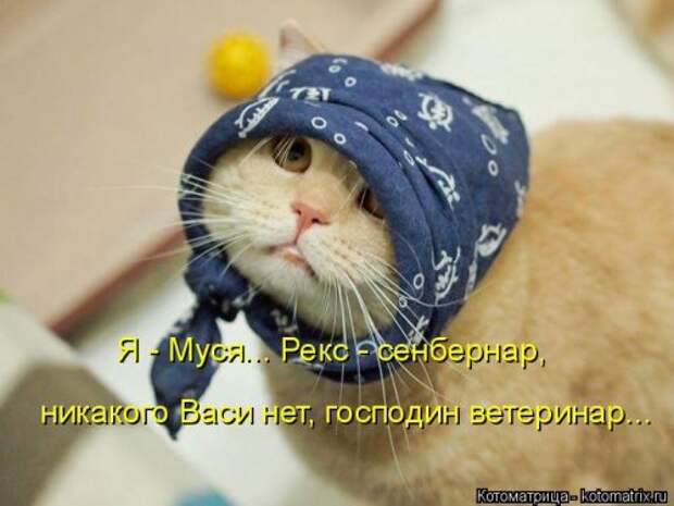 Лучшая котоматрица недели (35 фото)