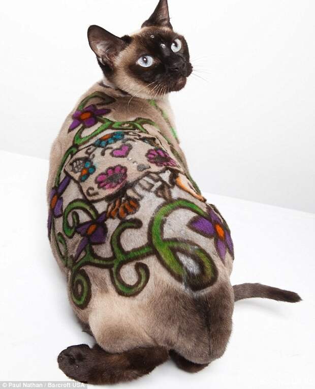 котики остриженные 